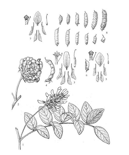 Natural compounds from  Glycyrrhiza uralensis